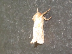 Triodia sylvina