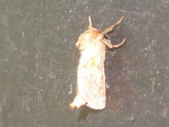 Triodia sylvina