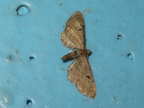 Wormwood Pug, Den Haag, Nederland, photo 9 of 10