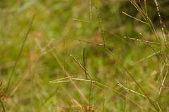 Paspalum minus
