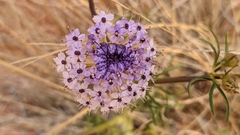 Trachymene glaucifolia