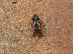 Scolopostethus affinis