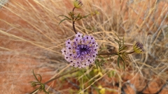 Trachymene glaucifolia