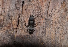 Camponotus kiesenwetteri