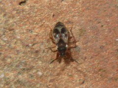 Scolopostethus affinis