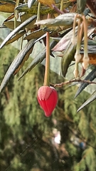 Crinodendron hookerianum
