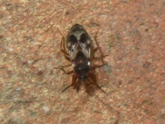 Scolopostethus affinis