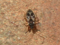 Scolopostethus affinis