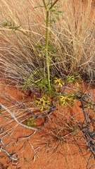 Trachymene glaucifolia