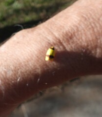 Heterallactis microchrysa