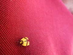 Heterallactis microchrysa