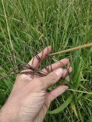 Paspalum paniculatum