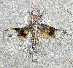 Palpopleura