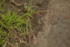 Eragrostis unioloides