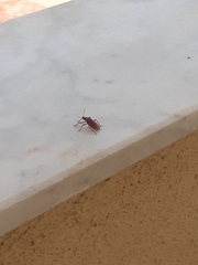 Apodiphus integriceps