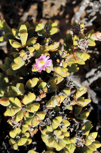 Image of Braunsia apiculata by (c) Karen Eichholz, some rights reserved (CC BY)