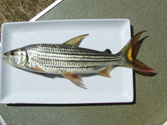 Hydrocynus vittatus