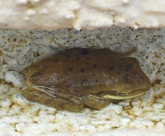 Polypedates maculatus