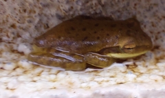 Polypedates maculatus