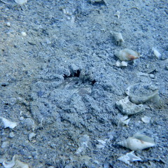 Lysiosquillina maculata