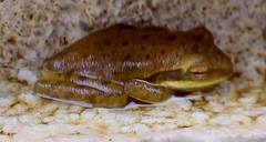 Polypedates maculatus