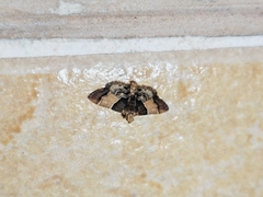 Pyralis pictalis