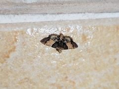 Pyralis pictalis