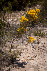 Verticordia laciniata