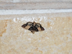 Pyralis pictalis