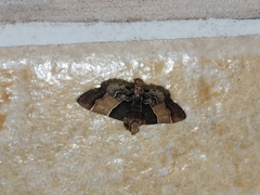 Pyralis pictalis