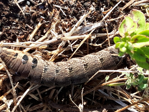 Deilephila elpenor