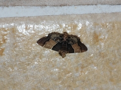 Pyralis pictalis