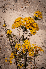 Verticordia laciniata