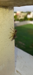 Musca
