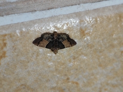 Pyralis pictalis