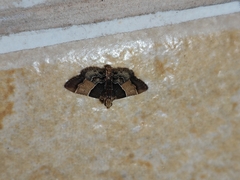 Pyralis pictalis
