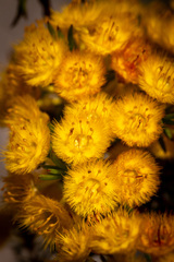 Verticordia laciniata