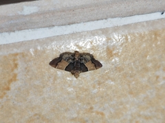 Pyralis pictalis