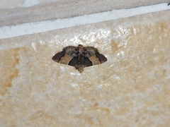 Pyralis pictalis