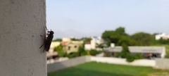 Musca