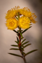 Verticordia laciniata