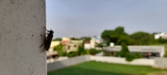 Musca