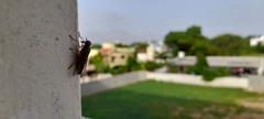 Musca
