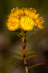 Verticordia laciniata