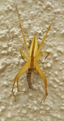 Pisauridae