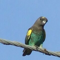 Poicephalus meyeri transvaalensis