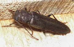 Arhopalus