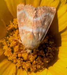 Schinia miniana