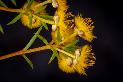 Verticordia laciniata