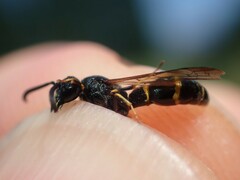 Symmorphus debilitatus